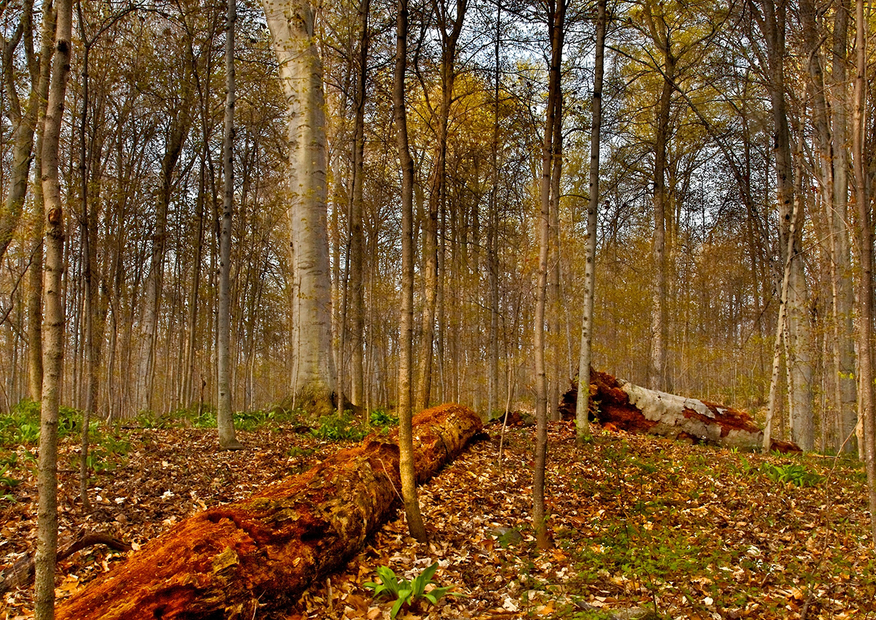 Fallen Trees