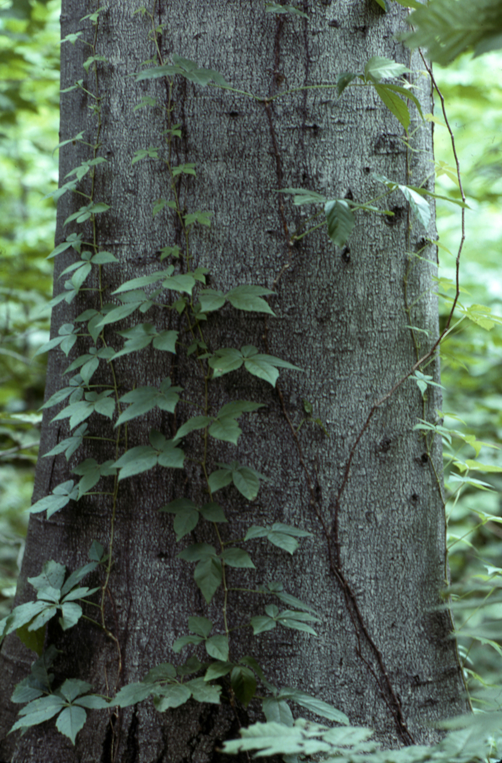 Vegetation