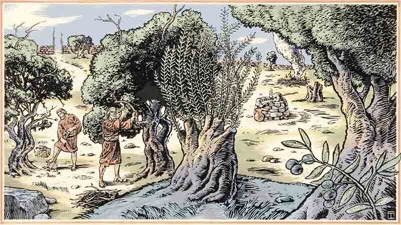 allegory of the olive tree        <h3 class=