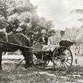 Lester Rigby in a horse-drawn buggy in Samoa.