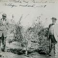 Brothers Meha and Lambert in MAC orchard, 1918, New Zealand