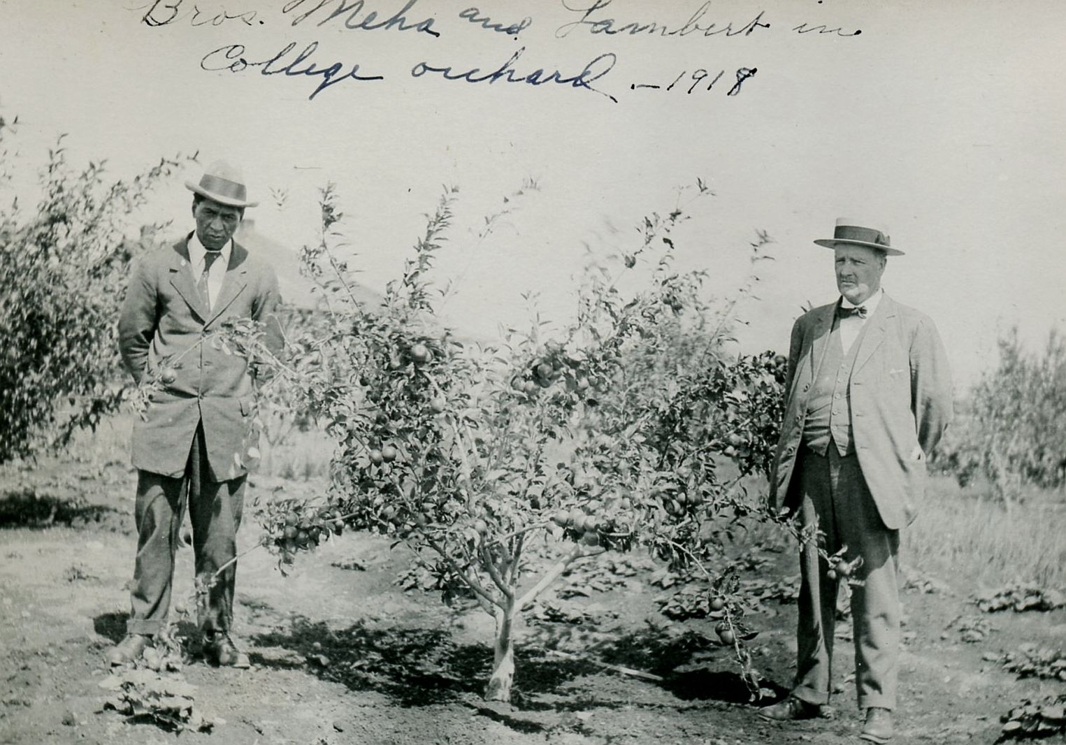 Brothers Meha and Lambert in MAC orchard, 1918, New Zealand