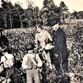 Elders and Sisters in A Cotton Field,  1920